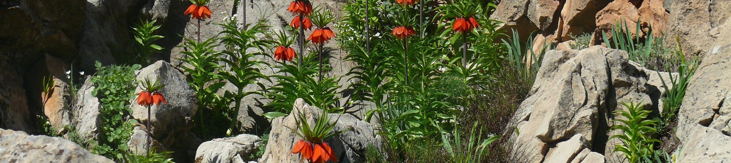 Munzur Vadisinde Doğa Rehberliği Eğitimi – Bitkiler